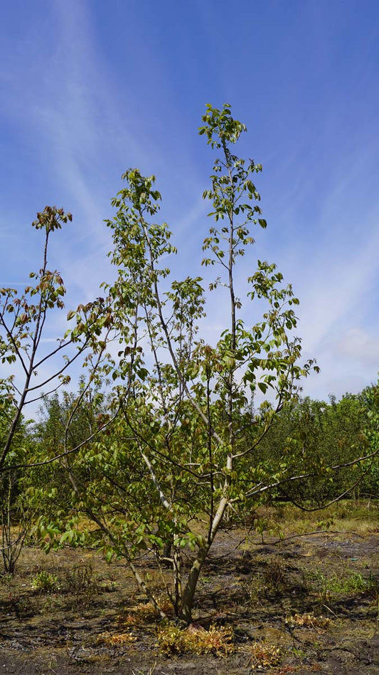 Juglans regia meerstammig / struik meerstammig