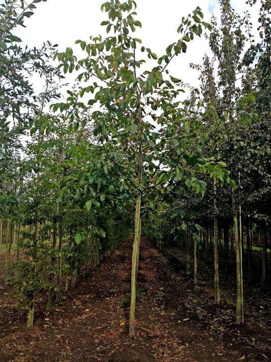 Juglans regia op stam op stam