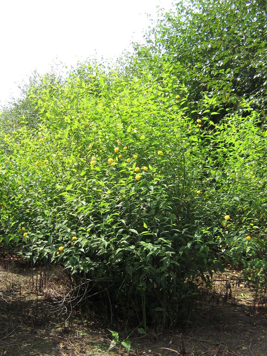 Kerria japonica 'Pleniflora' meerstammig / struik struik