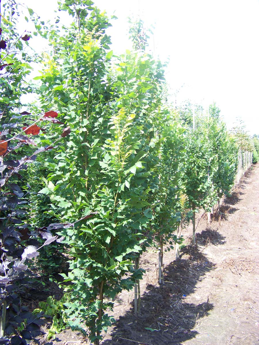 Koelreuteria paniculata 'Fastigiata' op stam op stam