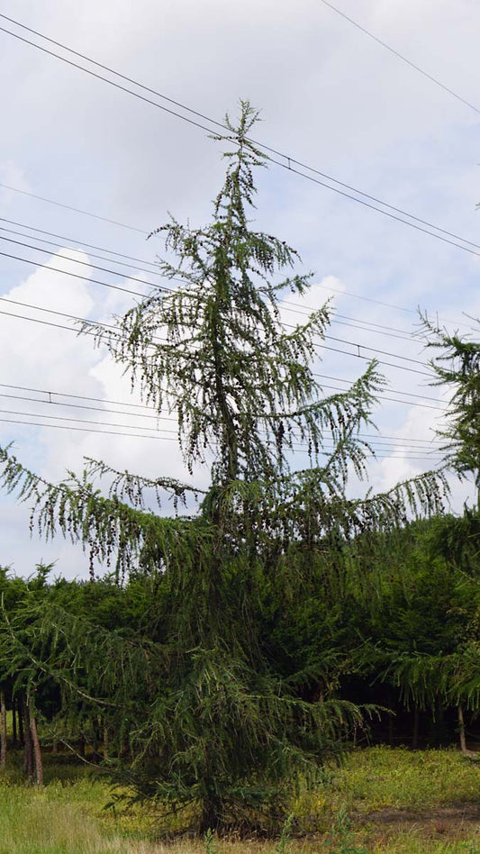 Larix decidua solitair solitair