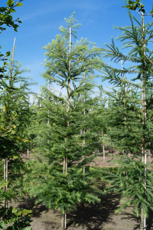 Larix kaempferi solitair solitair