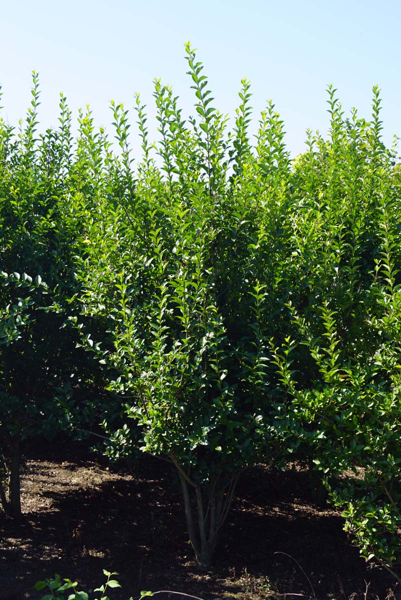 Ligustrum ovalifolium meerstammig / struik struik