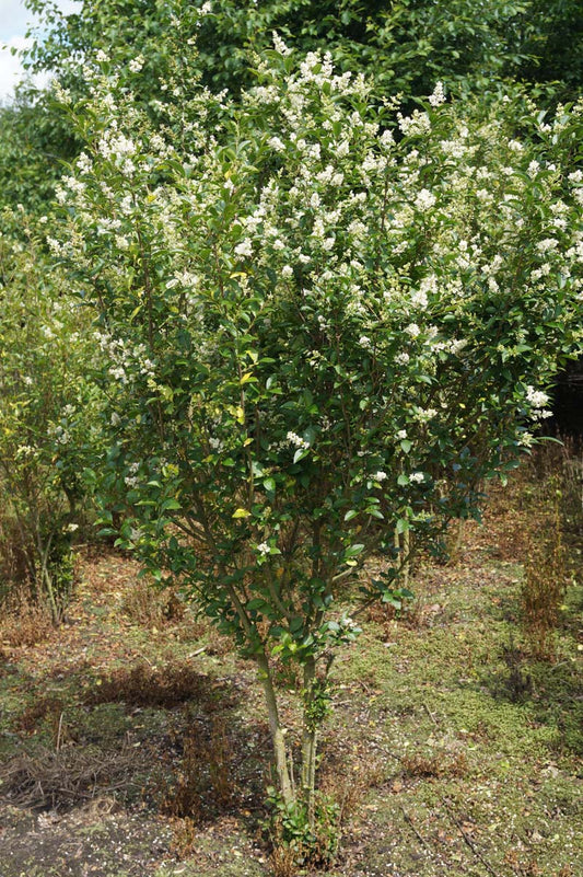 Ligustrum ovalifolium meerstammig / struik struik