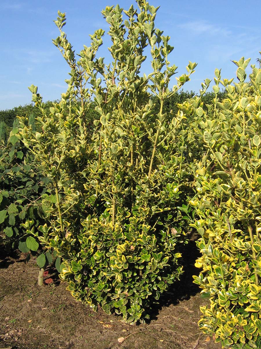 Ligustrum ovalifolium 'Aureum' meerstammig / struik struik