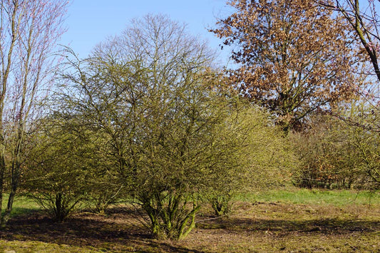 Ligustrum quihoui meerstammig / struik struik