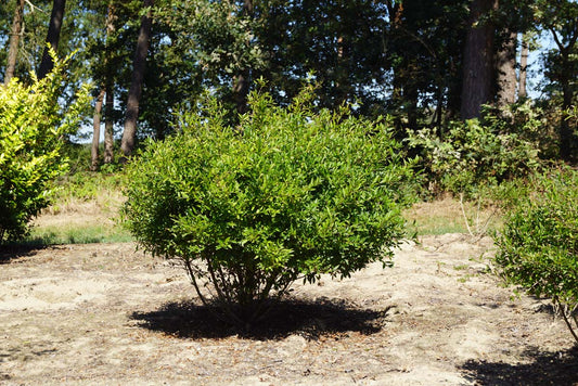 Ligustrum vulgare 'Lodense' meerstammig / struik struik