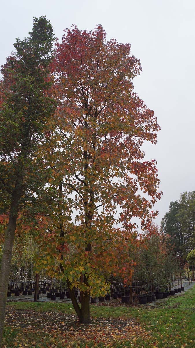 Liquidambar styraciflua solitair solitair