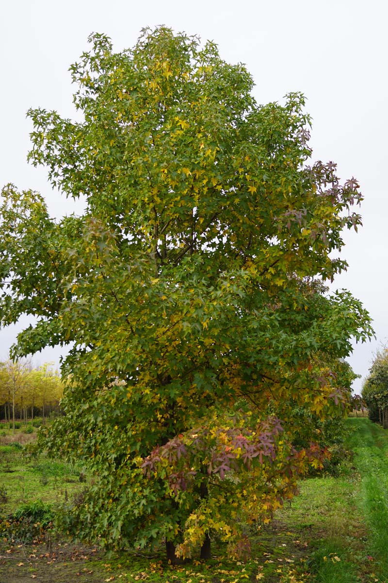 Liquidambar styraciflua solitair solitair