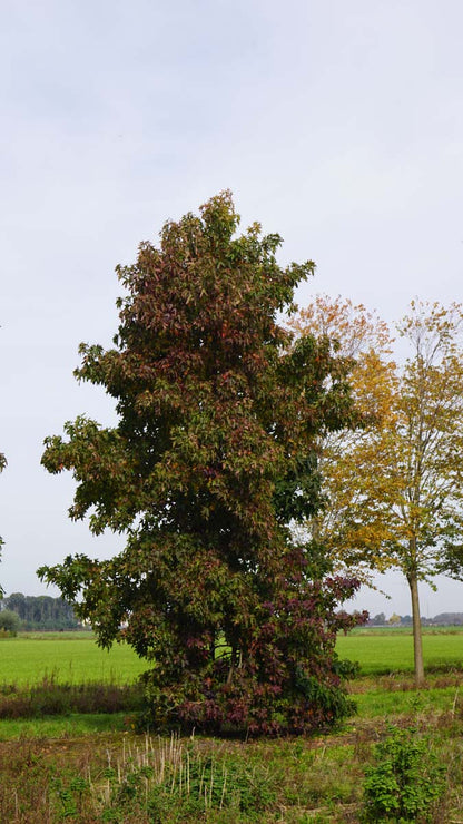 Liquidambar styraciflua solitair solitair