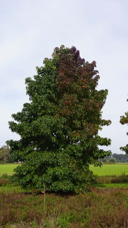 Liquidambar styraciflua solitair solitair