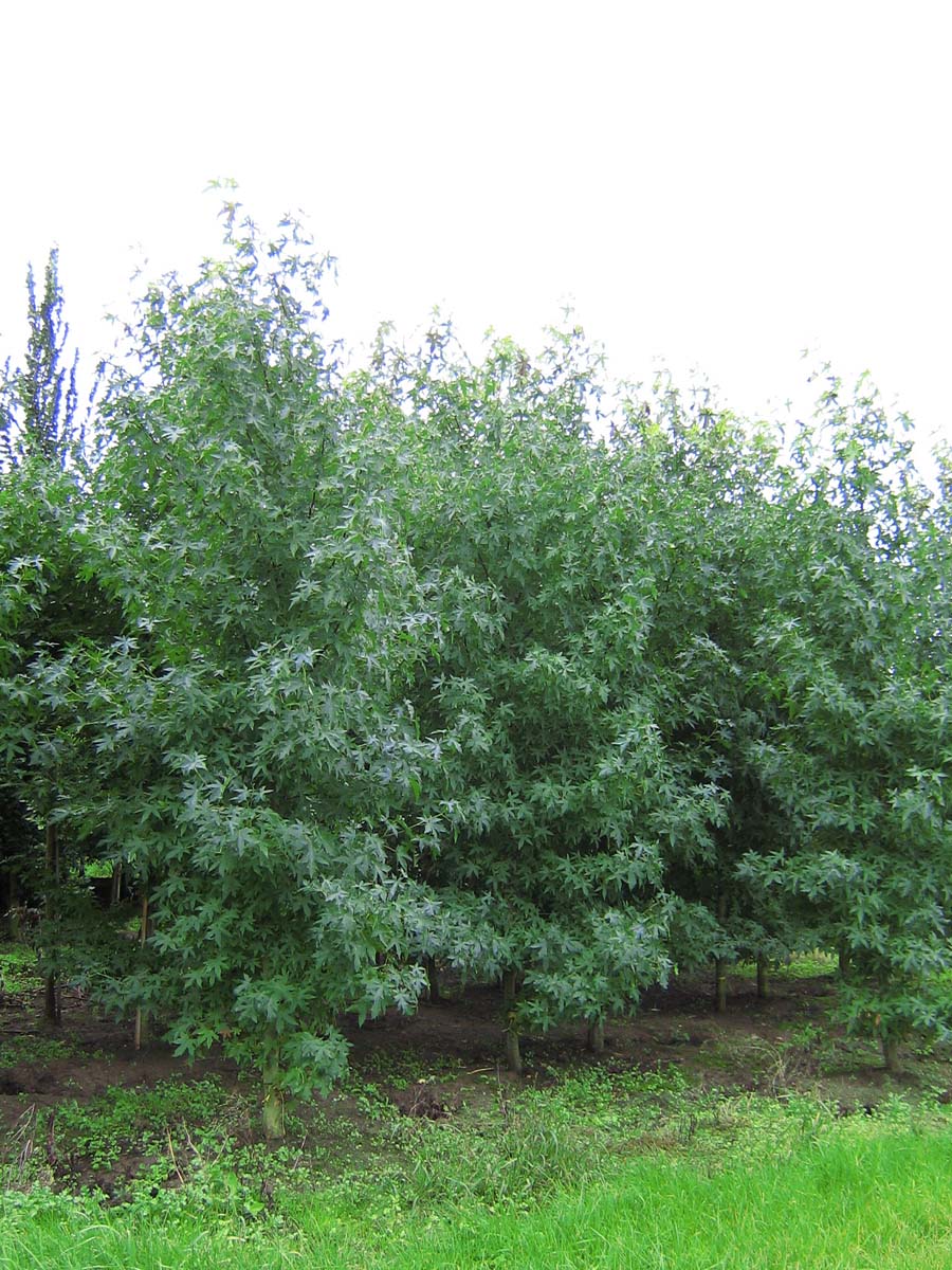 Liquidambar styraciflua solitair solitair