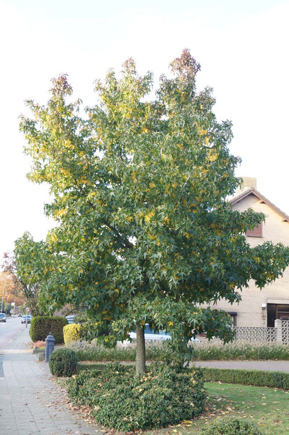 Liquidambar styraciflua op stam op stam