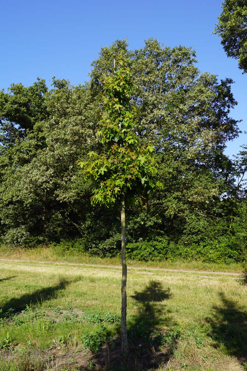 Liquidambar styraciflua op stam op stam