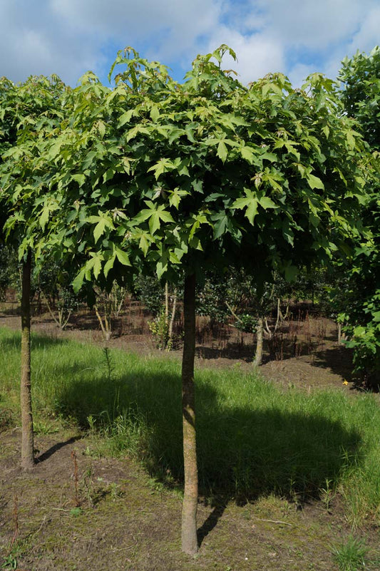 Liquidambar styraciflua 'Gum Ball' op stam op stam