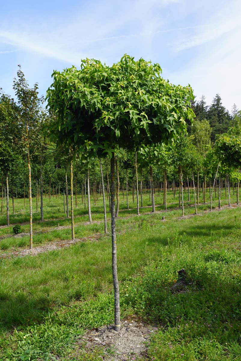 Liquidambar styraciflua 'Gum Ball' op stam op stam