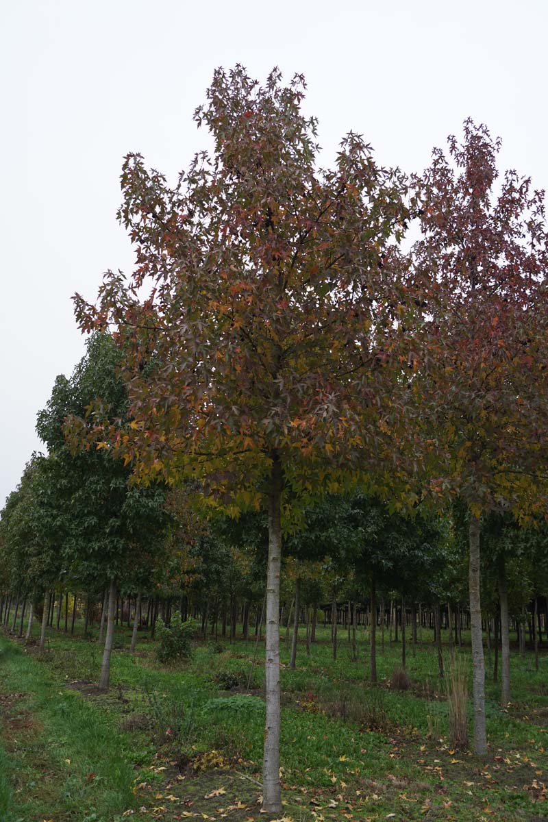 Liquidambar styraciflua 'Palo Alto' op stam op stam