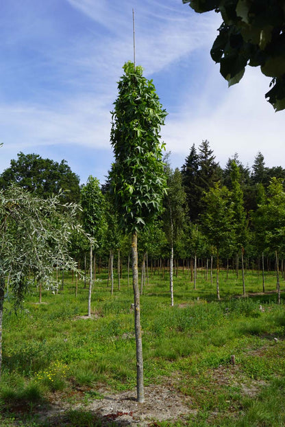 Liquidambar styraciflua 'Slender Silhouette' op stam op stam