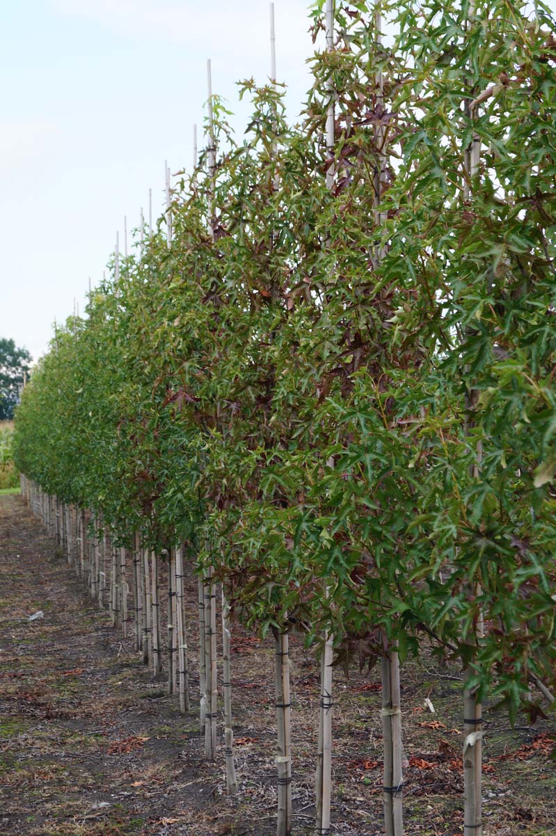 Liquidambar styraciflua 'Stared' op stam op stam