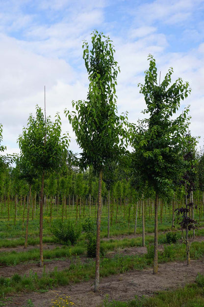 Maclura pomifera op stam op stam