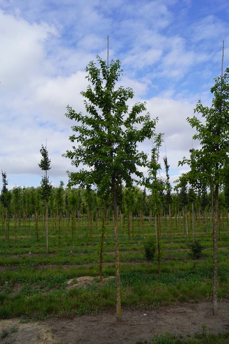 Maclura pomifera op stam op stam