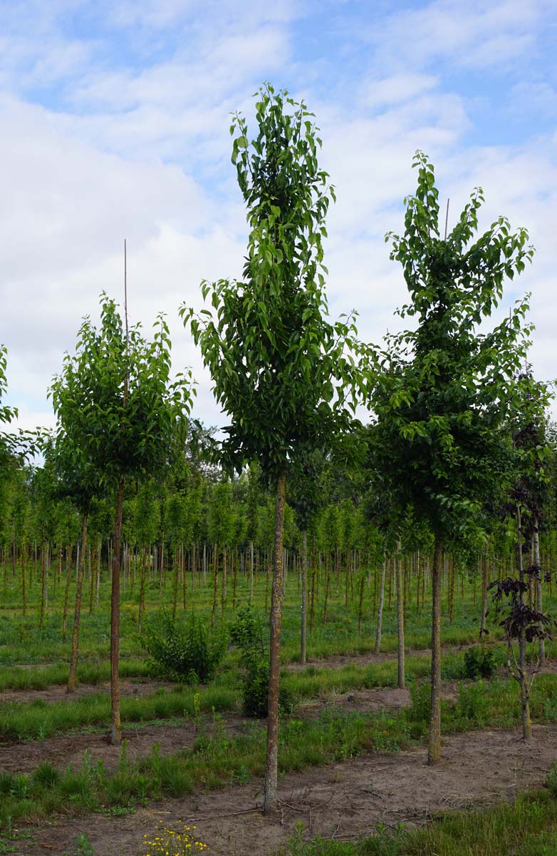 Maclura pomifera op stam op stam