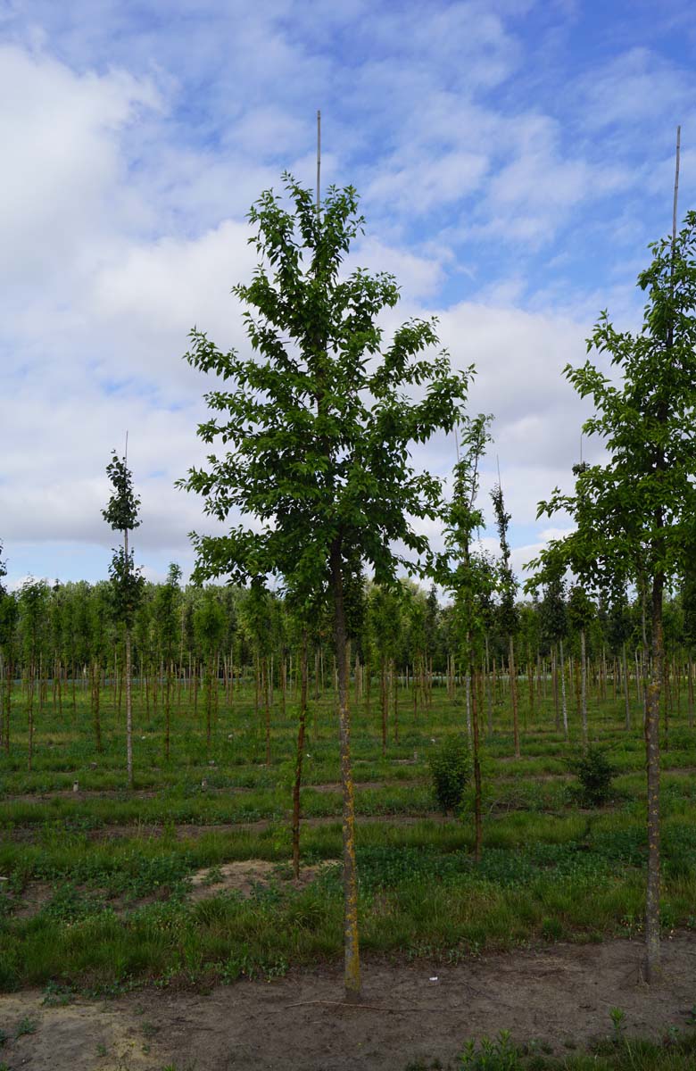 Maclura pomifera op stam op stam