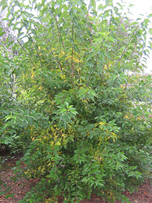 Maclura pomifera meerstammig / struik meerstammig