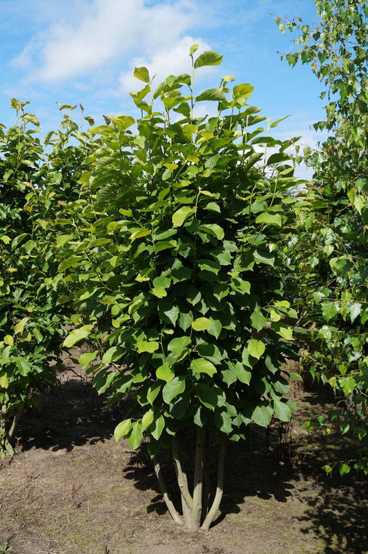 Magnolia denudata meerstammig / struik meerstammig