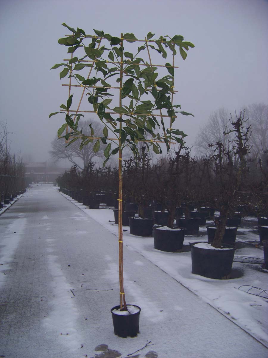 Magnolia grandiflora leiboom leiboom