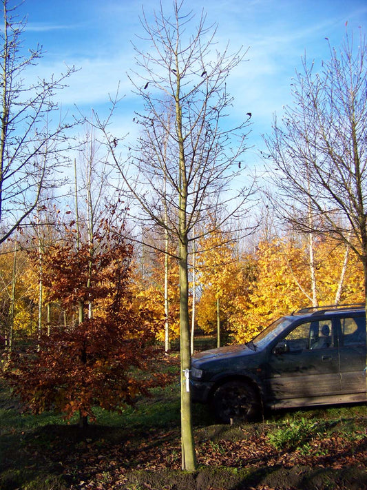 Magnolia kobus op stam op stam