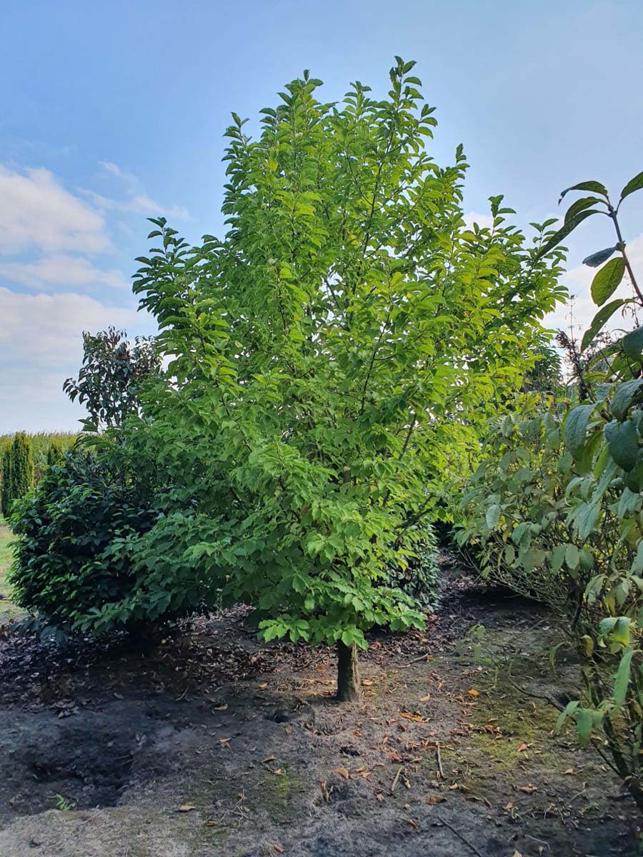 Magnolia kobus solitair solitair