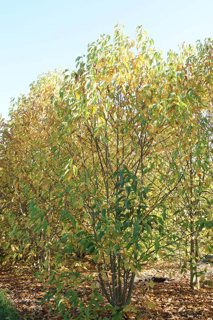 Magnolia kobus meerstammig / struik meerstammig