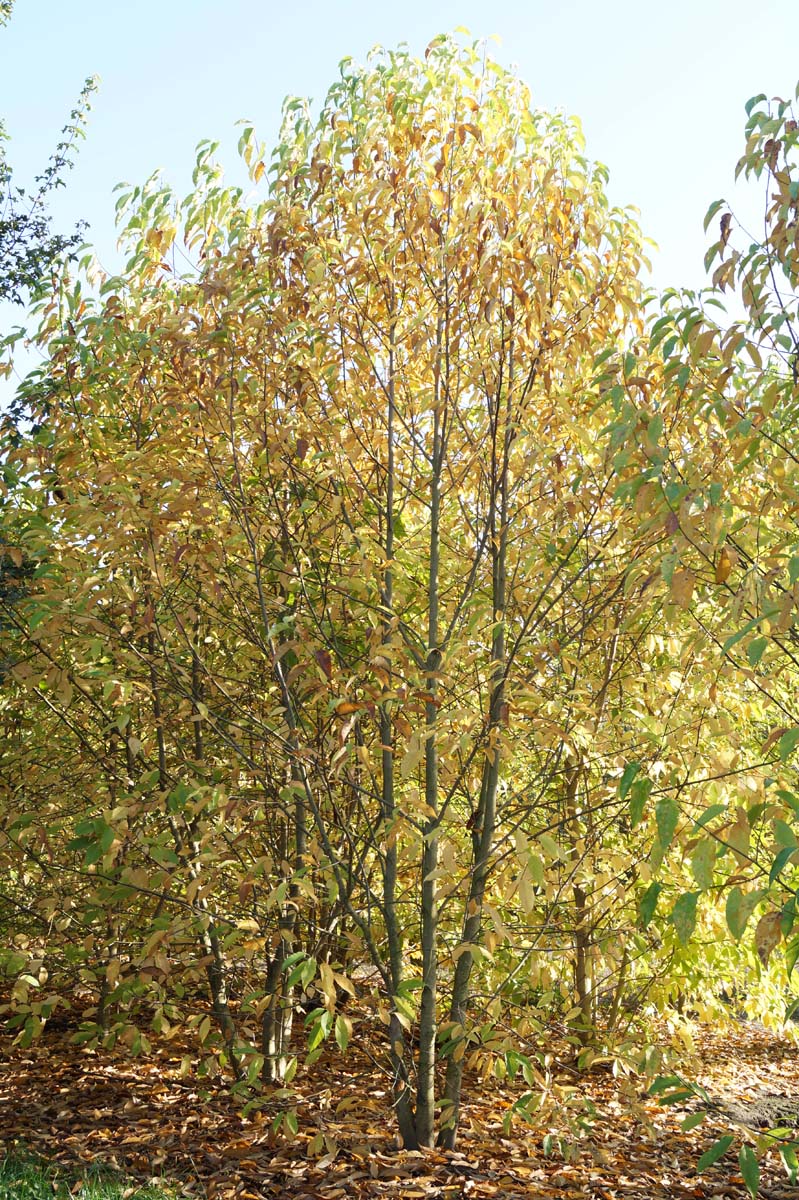 Magnolia kobus meerstammig / struik meerstammig