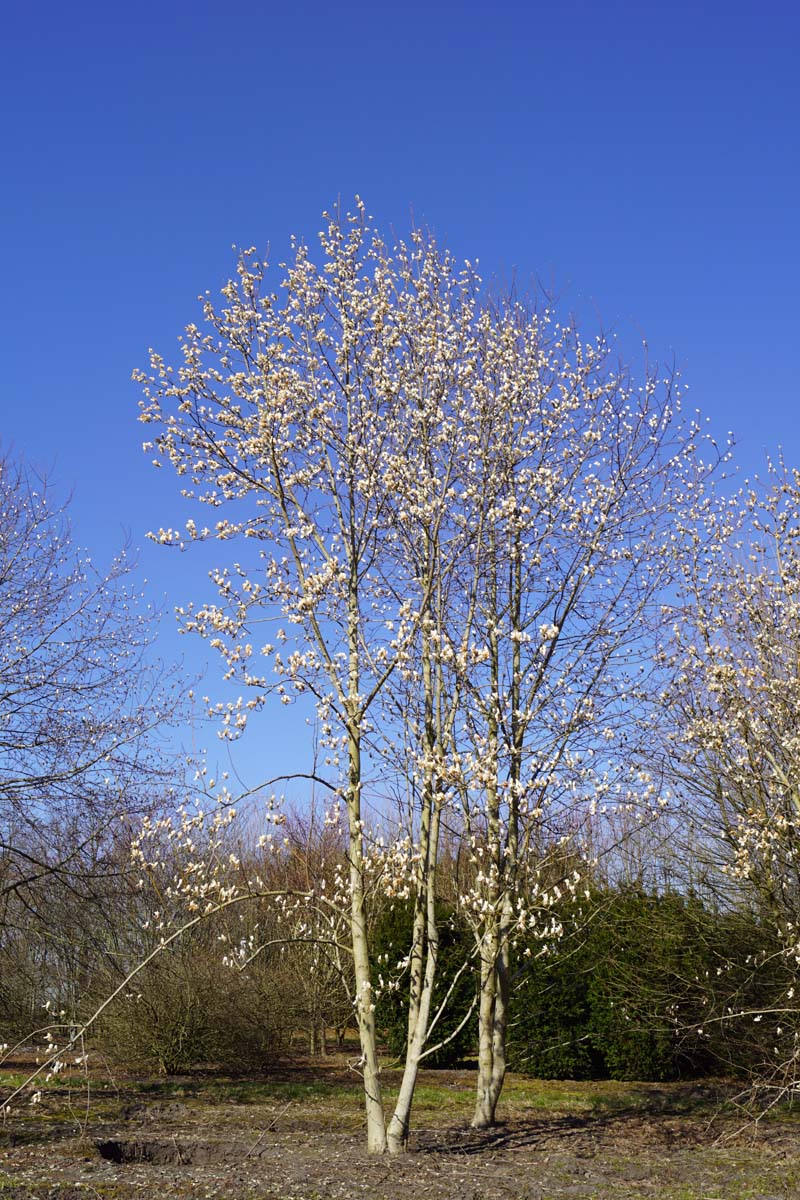 Magnolia kobus meerstammig / struik meerstammig