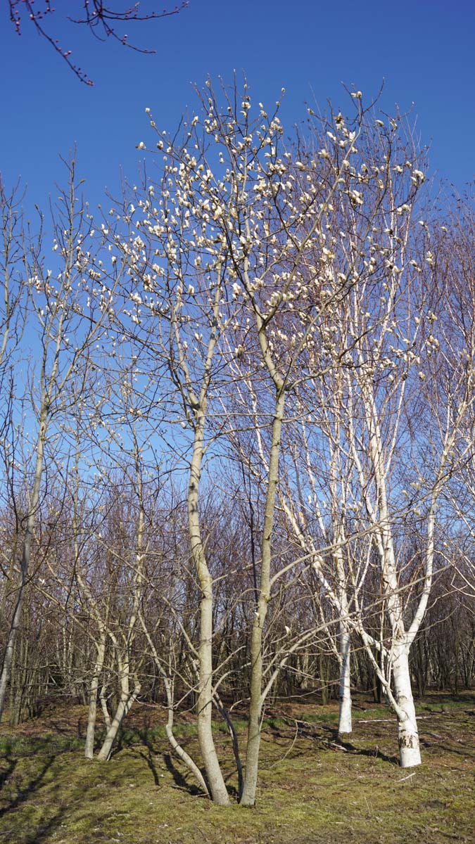 Magnolia kobus meerstammig / struik meerstammig