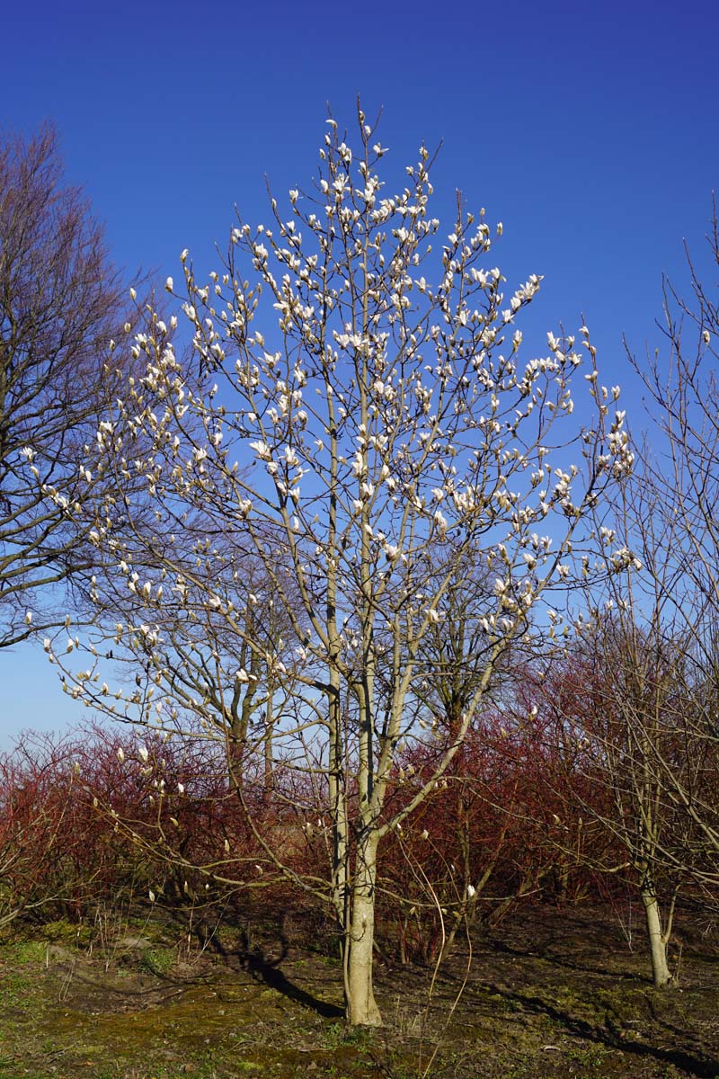 Magnolia liliiflora meerstammig / struik meerstammig