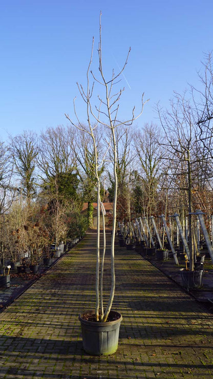 Magnolia officinalis meerstammig / struik meerstammig