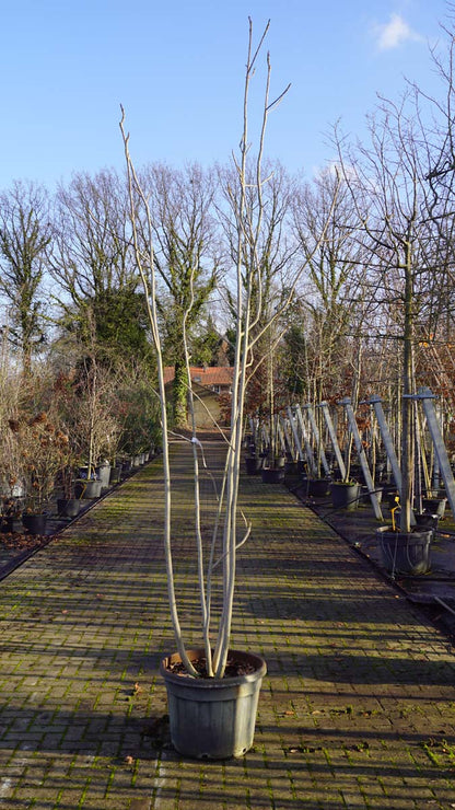 Magnolia officinalis meerstammig / struik meerstammig