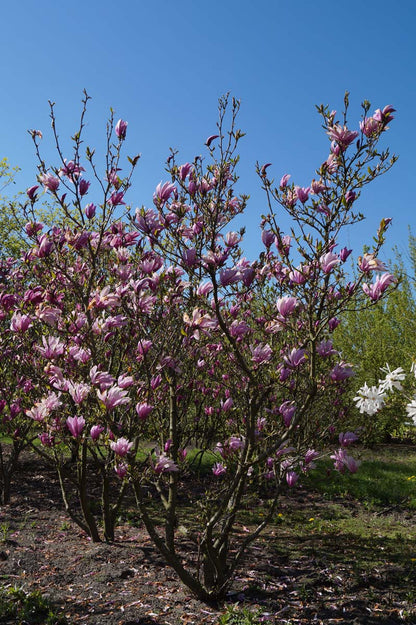 Magnolia 'Susan' meerstammig / struik meerstammig