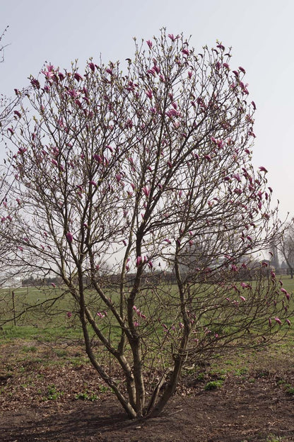 Magnolia 'Susan' meerstammig / struik meerstammig