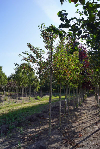 Malus baccata 'Akso' op stam op stam