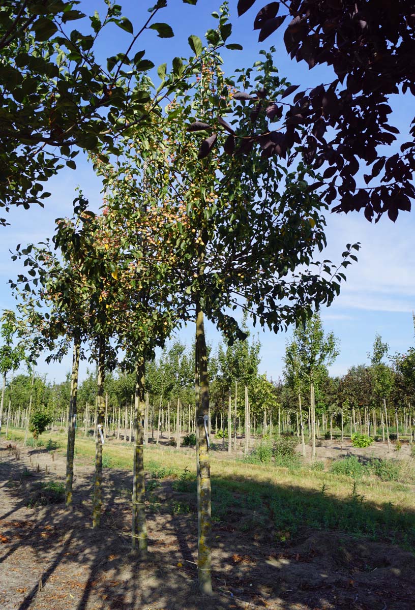 Malus baccata 'Akso' op stam op stam