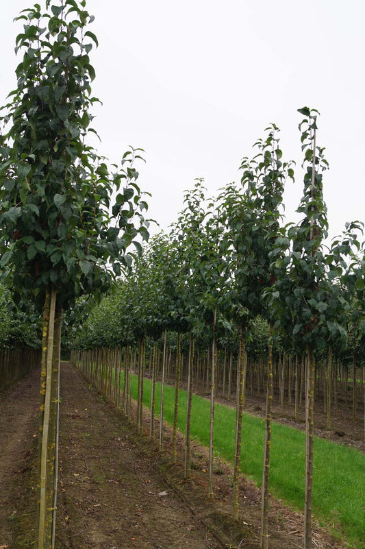 Malus baccata 'Street Parade' op stam op stam