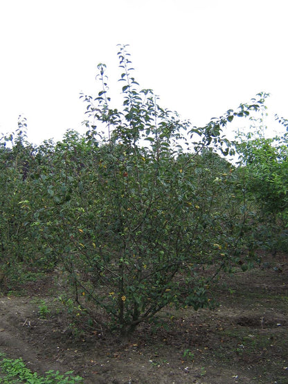 Malus 'Butterball' meerstammig / struik meerstammig