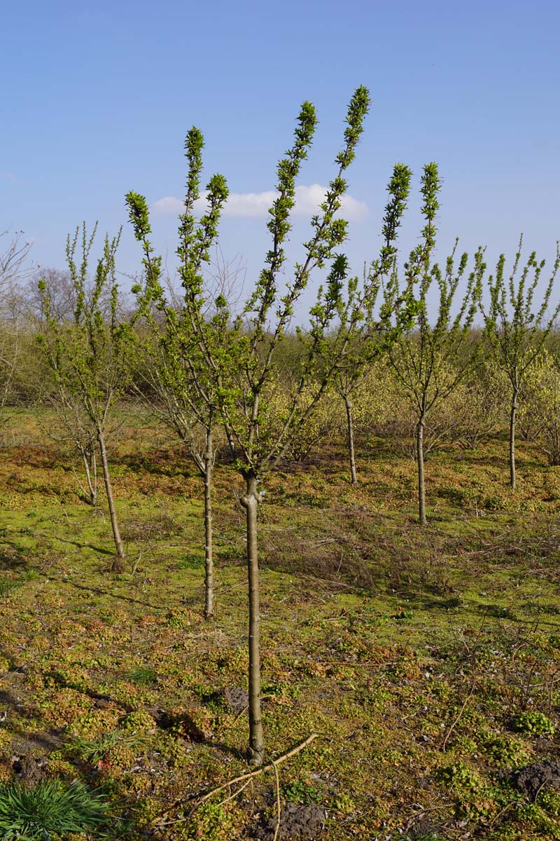 Malus 'D.V.P. Obel' op stam op stam