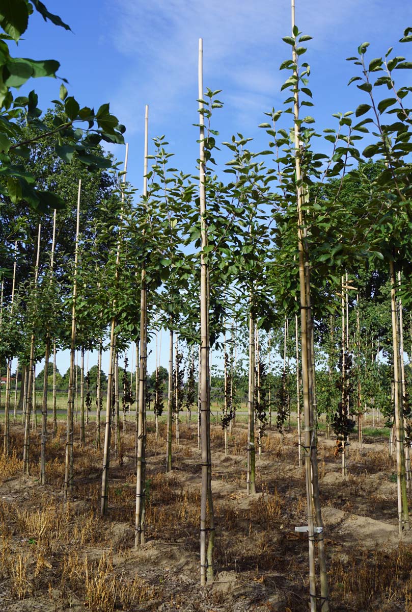 Malus domestica 'Notarisappel' op stam op stam