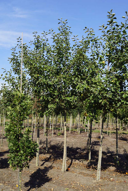 Malus domestica 'Rode Boskoop' op stam op stam