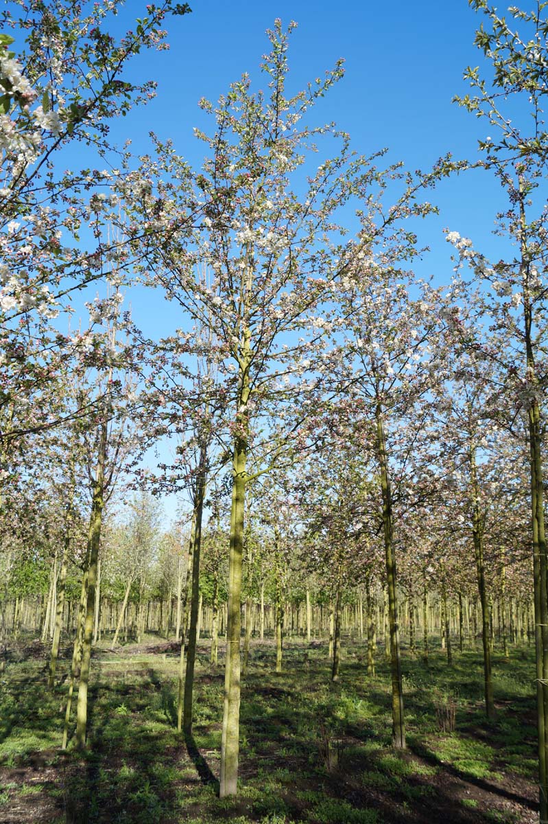 Malus 'Evereste' op stam op stam