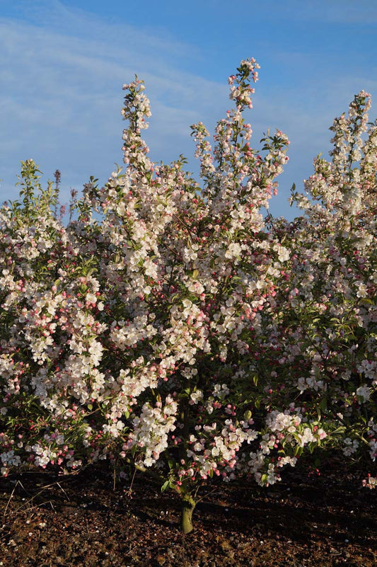 Malus 'Evereste' meerstammig / struik meerstammig